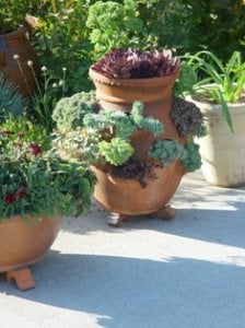 succulent pot.jpg