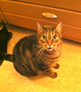 Ferris Stare Up 4.jpg