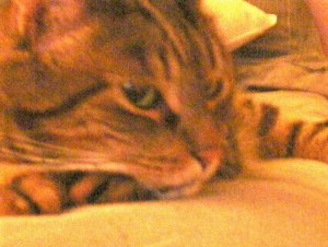 NEW Ferris Sleepy.jpg