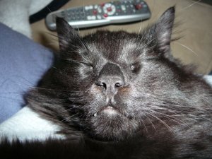 charliesleepingcurrent.JPG