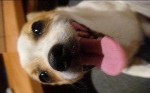 Doggies 006.jpg
