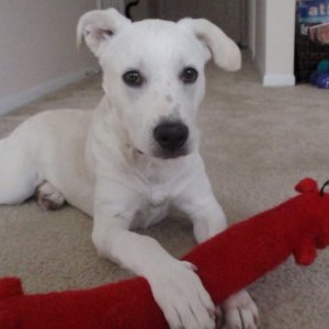 ZoeyTheStinkyDog.jpg