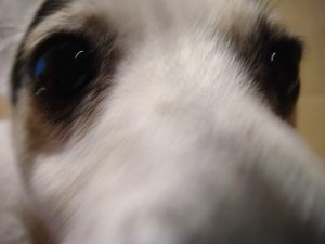 Doggies 005.jpg