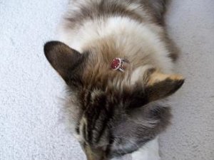 ringoncat5.jpg