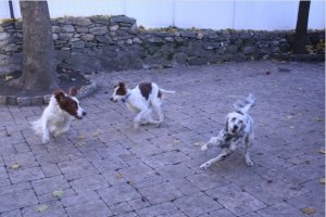 dogsjpeg.jpg