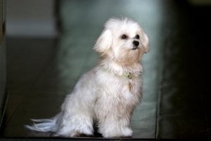 lola.jpg