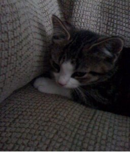 littlekittyjgg1.JPG