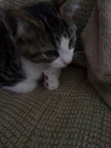 littlekittyjgg2.JPG