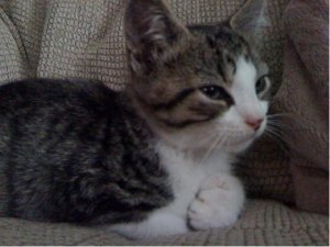 littlekittyjgg3.JPG