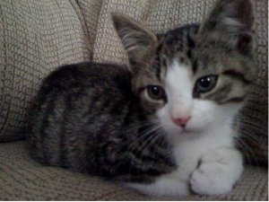 littlekittyjgg4.JPG