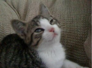 littlekittyjgg5.JPG