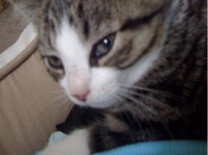littlekittyjgg9.JPG