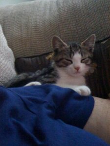 littlekittyjgg11.JPG