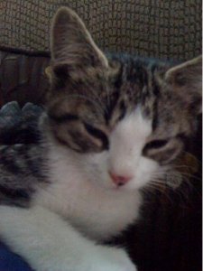 littlekittyjgg12.JPG