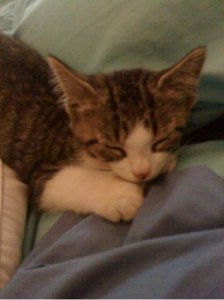 littlekittyjgg13.JPG