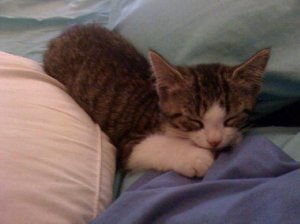 littlekittyjgg14.JPG