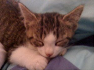 littlekittyjgg15.JPG