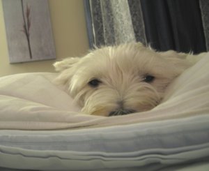 portia falcor.jpg
