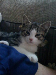 littlekittyjgg10.JPG