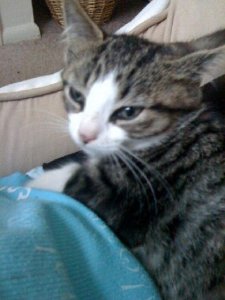 littlekittyjgg8.JPG