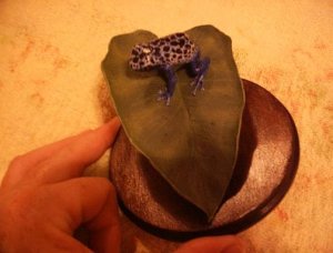 Blue frog top.JPG