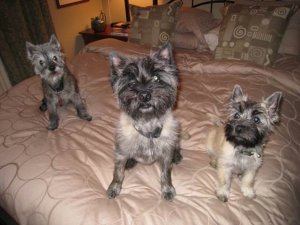 3 Dogs Aug 2009.jpg
