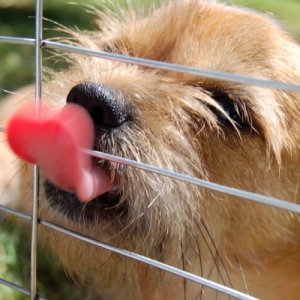 a400lick lick.jpg