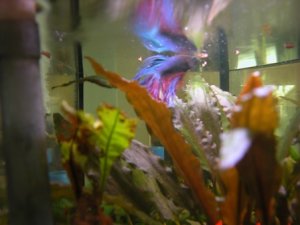 George by Gailey  03.JPG