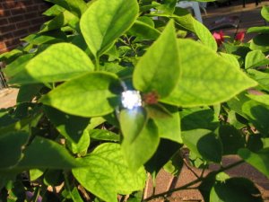 IMG_9195.JPG