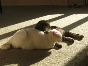 LP_Kitties_01.jpg
