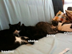 thekittiebabies.jpg