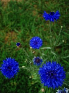 cornflowers1213.jpg