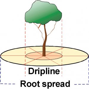 tree drip line.jpg
