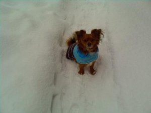 Snow Stitch.jpg