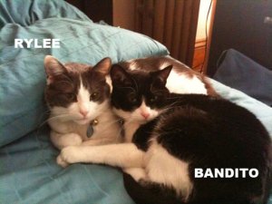 rybandeeds.jpg