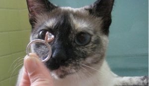 kittyringypoo.jpg