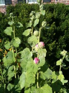 frontyardhollyhock.jpg