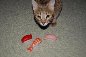 zoe_sushi_set.jpg