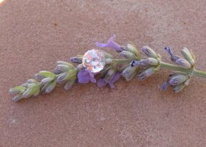 IMG_9223 freke.jpg
