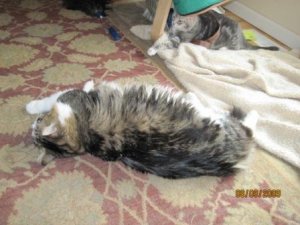 Sven and Lilly on floor.jpg