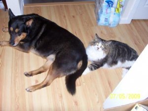 Sentra sitting on Sven.jpg