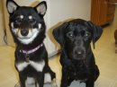 girlsSarahfurbabies.jpg