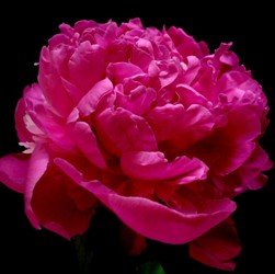 Hot Pink22.jpg