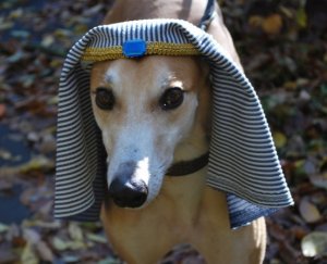 aJasperPharaoh resized 1.jpg