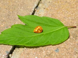 IMG_1267 (520x390).jpg