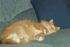Sunnie Sleep small 2.JPG
