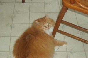 sunnie fluff small.JPG