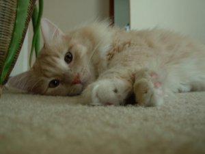 kat.kirby.jpg