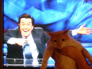 kat.link.and.colbert.jpg