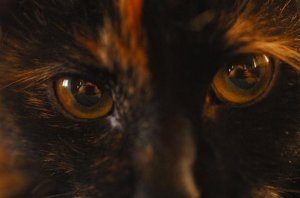poofyeyes.JPG